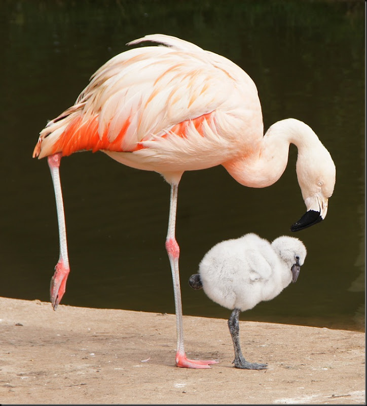 Phipps Linda - Chilean with chick 2012