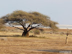 Manyara Nationalpark