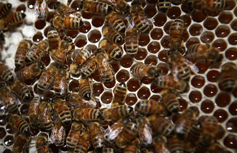 Bees on a bee hive at a production site outside Gilgit.