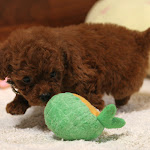 dog612-2.jpg