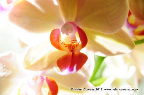 [orchid%2520close2%255B3%255D.jpg]