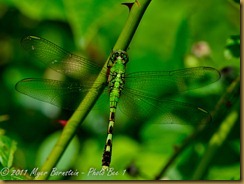 Common Pondhawk D7K_0119 NIKON D7000 July 18, 2011