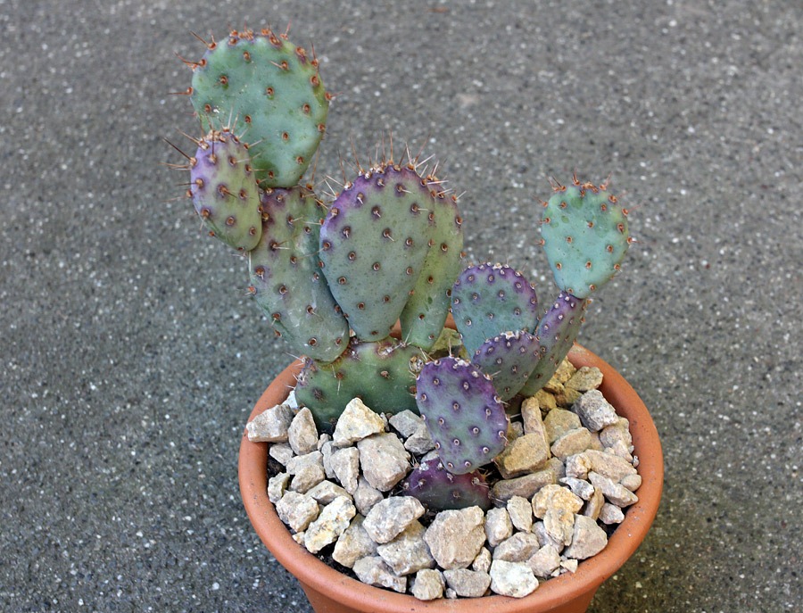 [120603_Opuntia-Baby-Rita_01%255B3%255D.jpg]