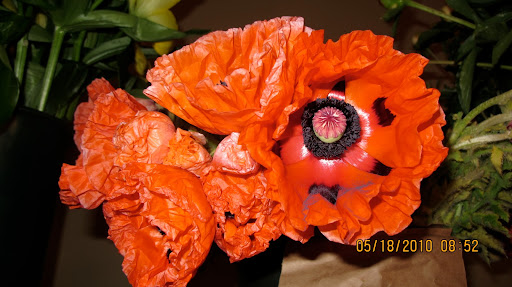 The grand finale - a mammoth oriental poppy - spectacular!