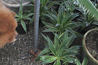These are more agaves that will be lovely in containers this spring.