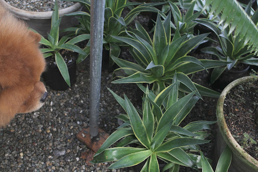 These are more agaves that will be lovely in containers this spring.