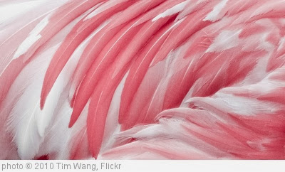 'Pink Flamingo Feather' photo (c) 2010, Tim Wang - license: http://creativecommons.org/licenses/by-sa/2.0/