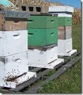 Multiple Hives