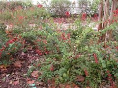 DSCN0003