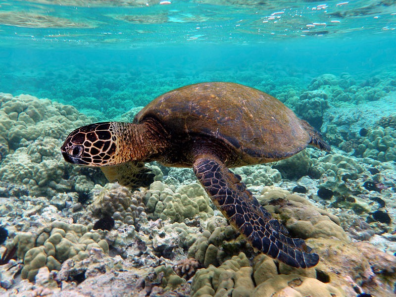 [Green_sea_turtle%255B4%255D.jpg]