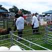 Sheep 010.jpg