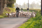 The hounds coming back through Luckington lane after a brisk walk