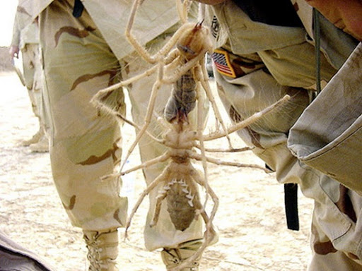 Camel Spider Vs