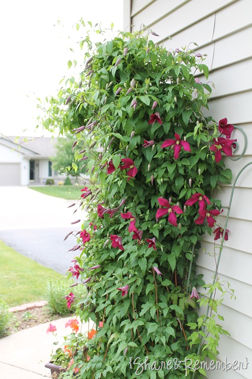 [clematis3.jpg]