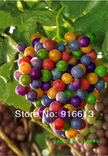 [MENTIRA%25202%2520New-Colorful-Rainbow-Grapes%255B2%255D.jpg]