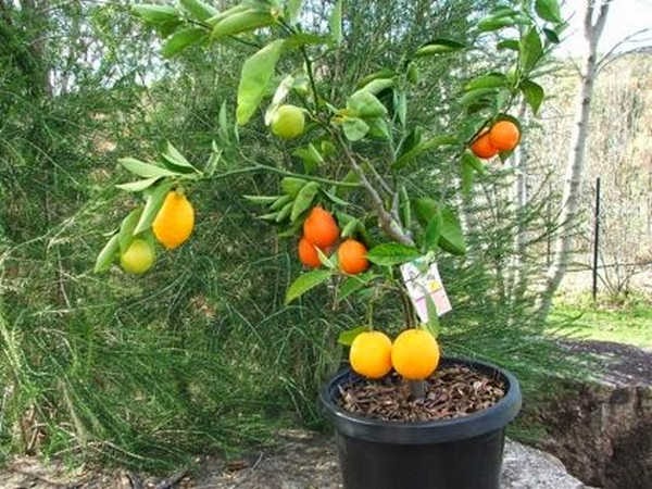 4- Árvore salada de frutas 4- Árvore salada de frutas