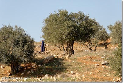 Woman harvesting olives near Bethlehem, tb111106855