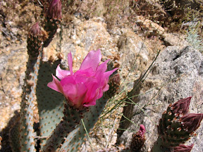 Beautiful Beavertail / Prickly Pear Cactus flower