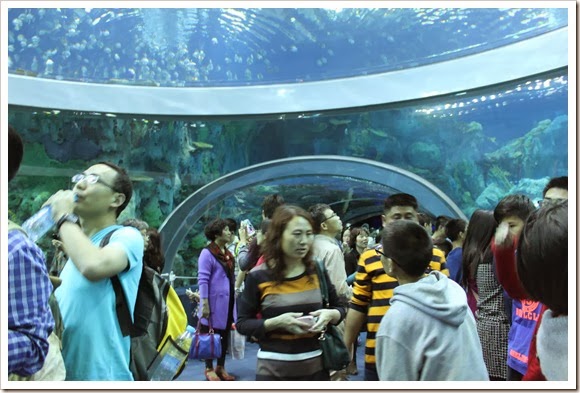 珠海橫琴長隆海洋王國_海洋奇觀_33