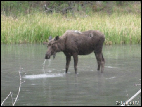 Moose-Drool