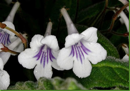 Streptocarpus rexii