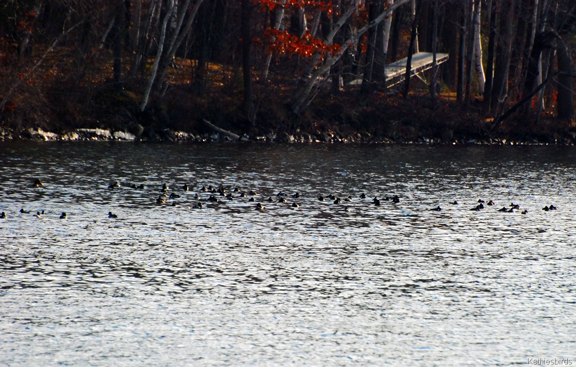 [16.%2520ducks-kab%255B5%255D.jpg]