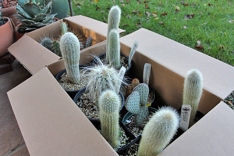 [110114_cactus_haul1%255B2%255D.jpg]
