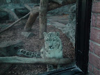 denver_zoo
