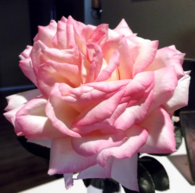 DSCF4966