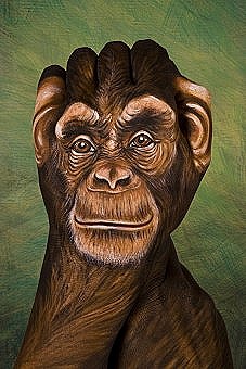 [Chimpanzee1-227x340%255B5%255D.jpg]