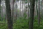 Red Pine on Wilderness Trail