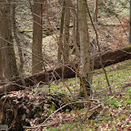 singold-bote_waldlehrpfad-schwabegg_014.jpg