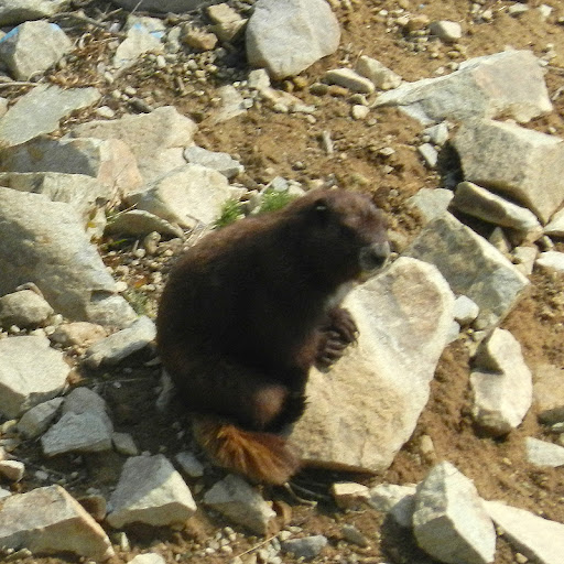Vi.marmot%25252cdscn4337