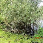 IMG_3461.JPG
