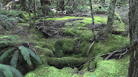 Parsons Road-Haberles Hut 24.jpg Photo