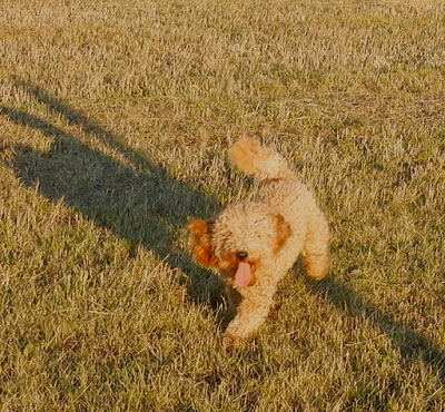 Hi gorgeous Tinley, are you waving us a big hello?<br />
What a smart labradoodle you are.