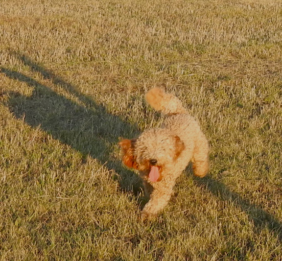 Hi gorgeous Tinley, are you waving us a big hello?<br />
What a smart labradoodle you are.