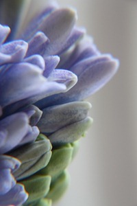 hyacinth.