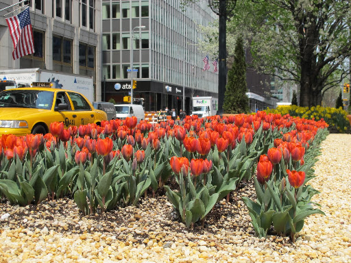 These tulips caught my eye right away.
