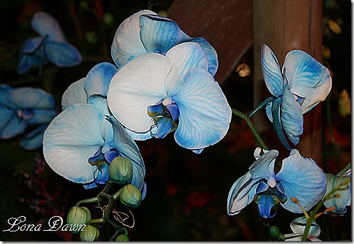 HGS_Orchid_BluePhalaenopsis