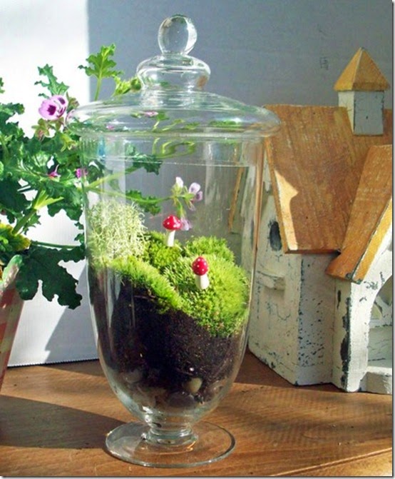 terrarium1