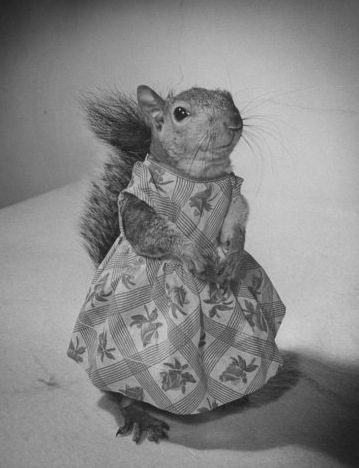 SquirrelDress