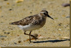 n Semipalmated Sandpiper D7K_3117 August 13, 2011 NIKON D7000 - Copy n Semipalmated Sandpiper D7K_3117 August 13, 2011 NIKON D7000 - Copy