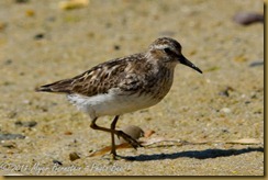 n Semipalmated Sandpiper D7K_3117 August 13, 2011 NIKON D7000 - Copy