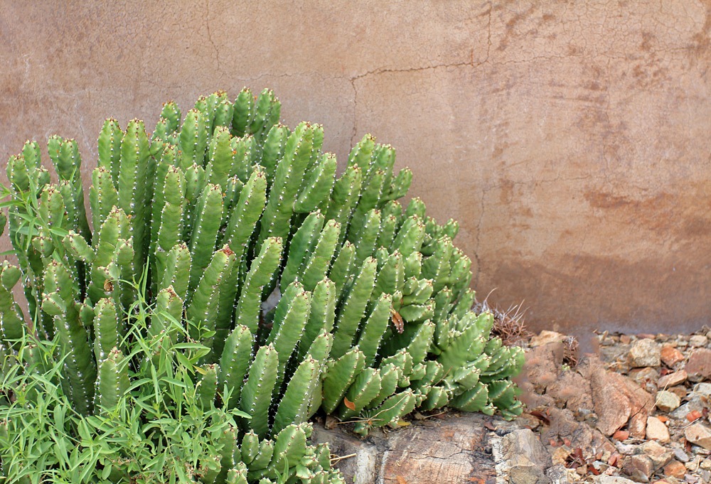 [120728_ArizonaSonoraDesertMuseum_Euphorbia-resinifera%255B8%255D.jpg]