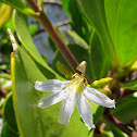 Inkberry