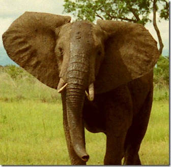 Africaelefantes