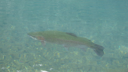 Trout at Roaring River
photo credit:  Michele Skalicky