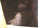 PICT0890.JPG