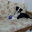Range-齊先生愛犬.jpg